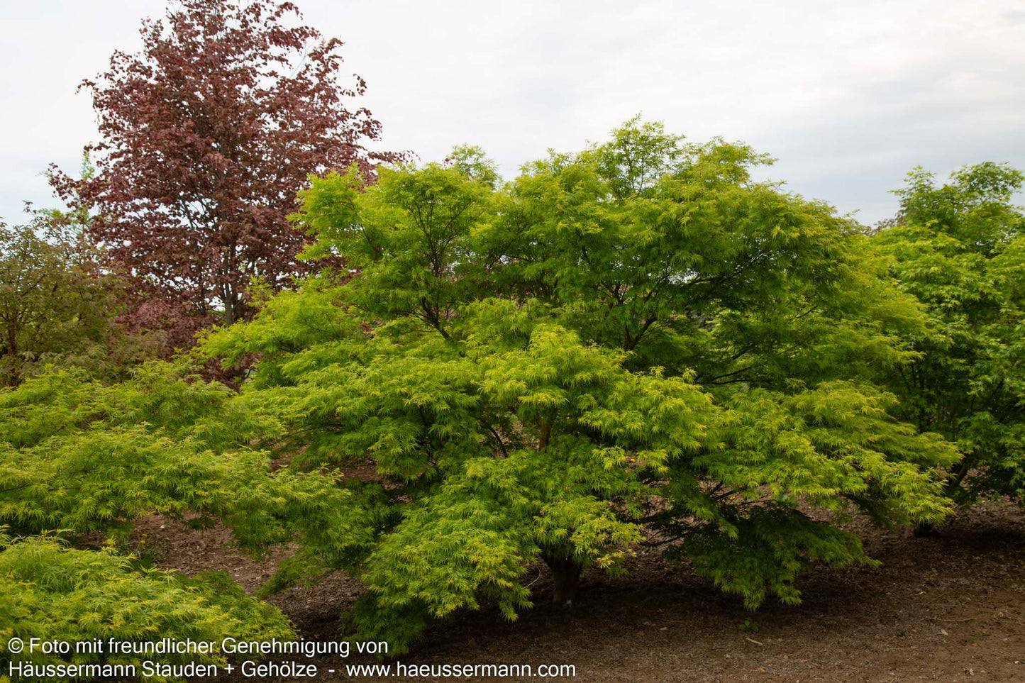 Geschlitztblättriger Fächer-Ahorn 'Seiryu' (Acer palmatum)