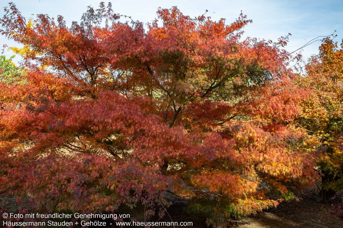 Geschlitztblättriger Fächer-Ahorn 'Seiryu' (Acer palmatum)