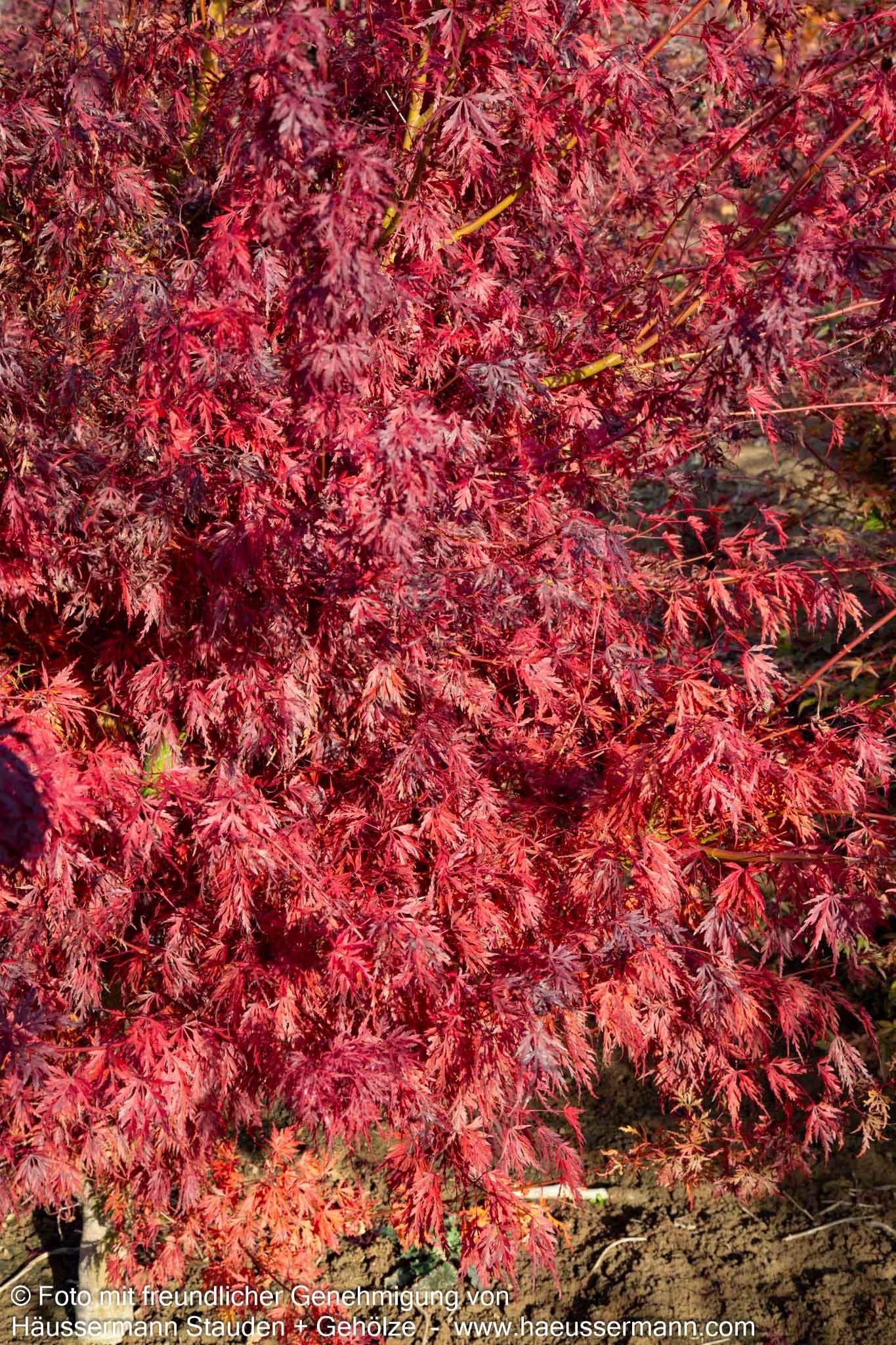 Geschlitztblättriger Fächer-Ahorn 'Seiryu' (Acer palmatum)