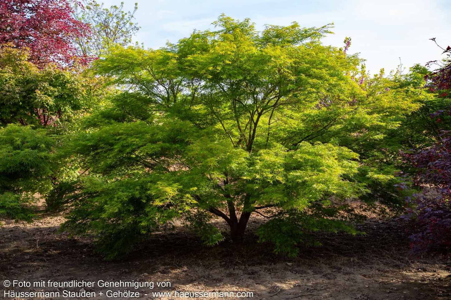Geschlitztblättriger Fächer-Ahorn 'Seiryu' (Acer palmatum)