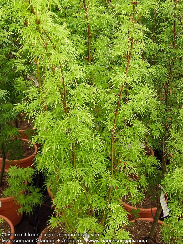 Geschlitztblättriger Fächer-Ahorn 'Seiryu' (Acer palmatum)