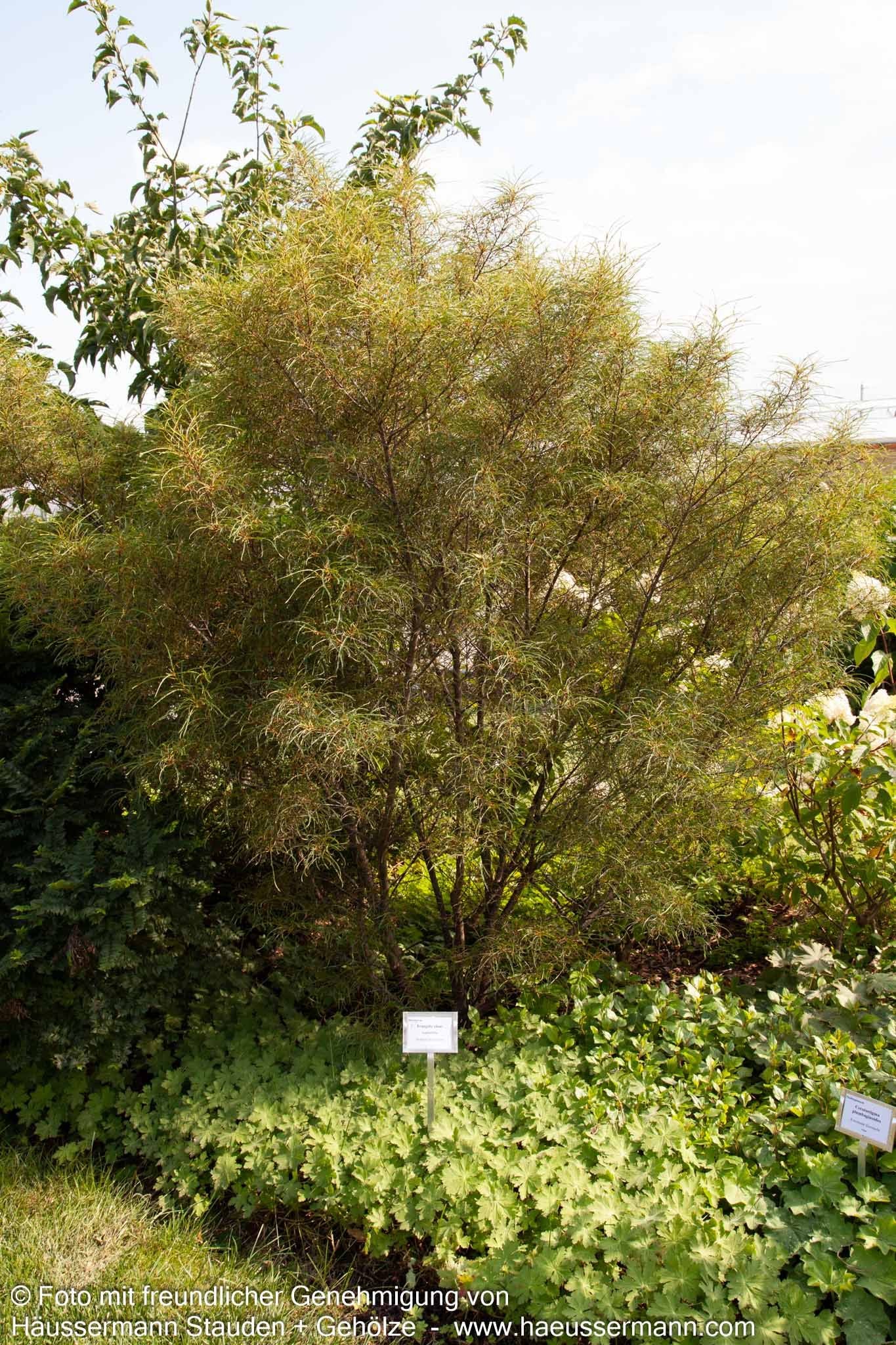 Geschlitzter Faulbaum 'Asplenifolia' (Rhamnus frangula)