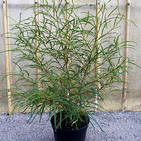 Geschlitzter Faulbaum 'Asplenifolia' (Rhamnus frangula)