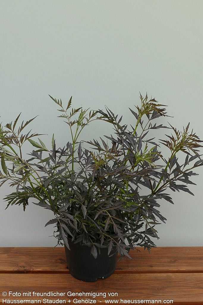Geschlitzter schwarzrotblättriger Holunder 'Black Lace' (Sambucus nigra)