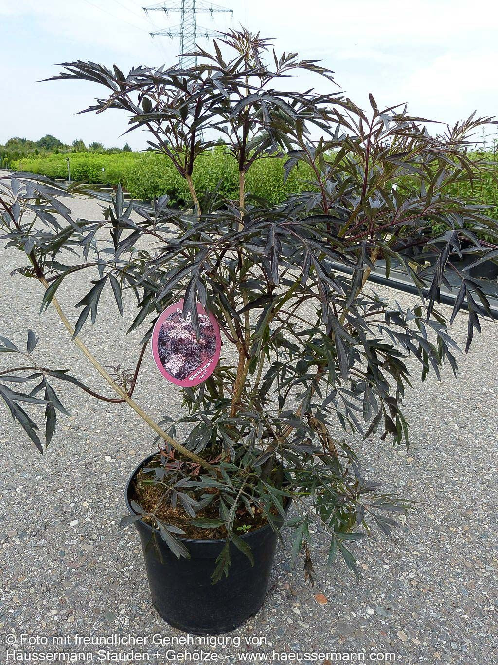 Geschlitzter schwarzrotblättriger Holunder 'Black Lace' (Sambucus nigra)