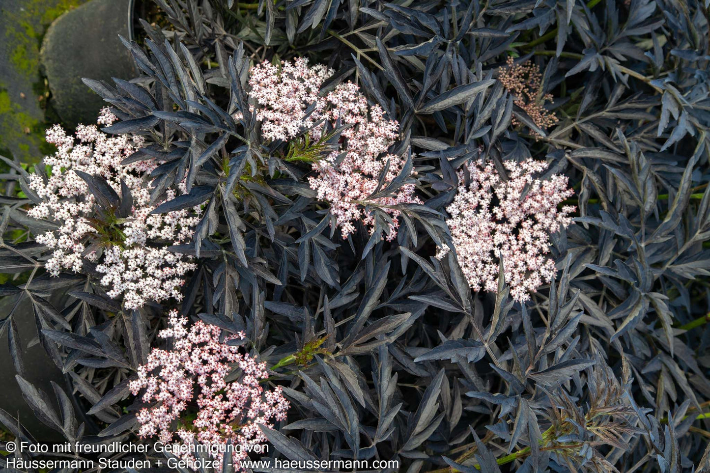 Geschlitzter schwarzrotblättriger Holunder 'Black Lace' (Sambucus nigra)