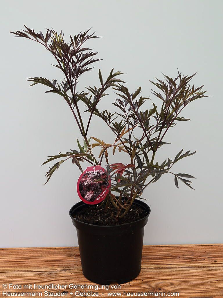 Geschlitzter schwarzrotblättriger Holunder 'Black Lace' (Sambucus nigra)