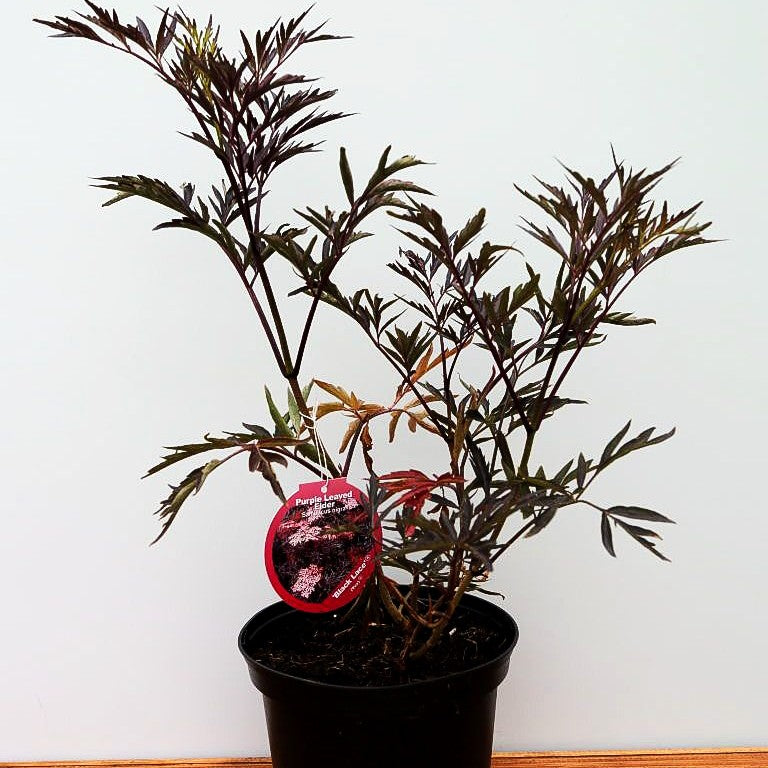 Geschlitzter schwarzrotblättriger Holunder 'Black Lace' (Sambucus nigra)