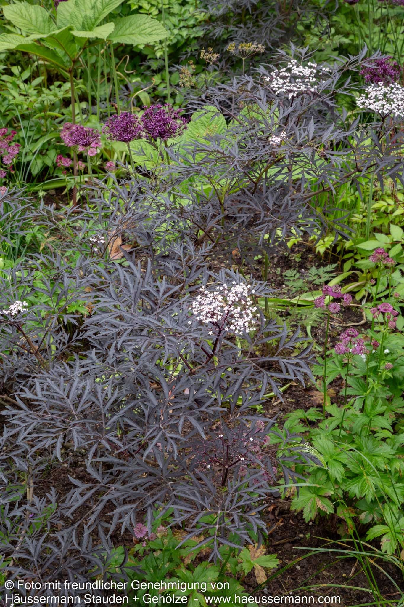 Geschlitzter schwarzrotblättriger Holunder 'Black Lace' (Sambucus nigra)