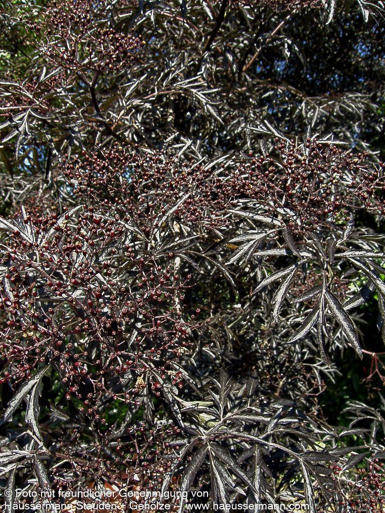 Geschlitzter schwarzrotblättriger Holunder 'Black Lace' (Sambucus nigra)