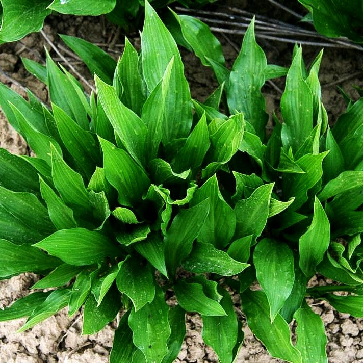 Geschlossenblühende Korea-Funkie (Hosta clausa var.clausa)