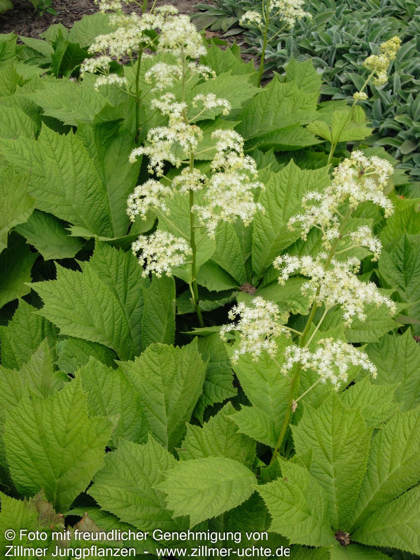 Gestieltblättriges Schaublatt 'Smaragd' (Rodgersia podophylla)