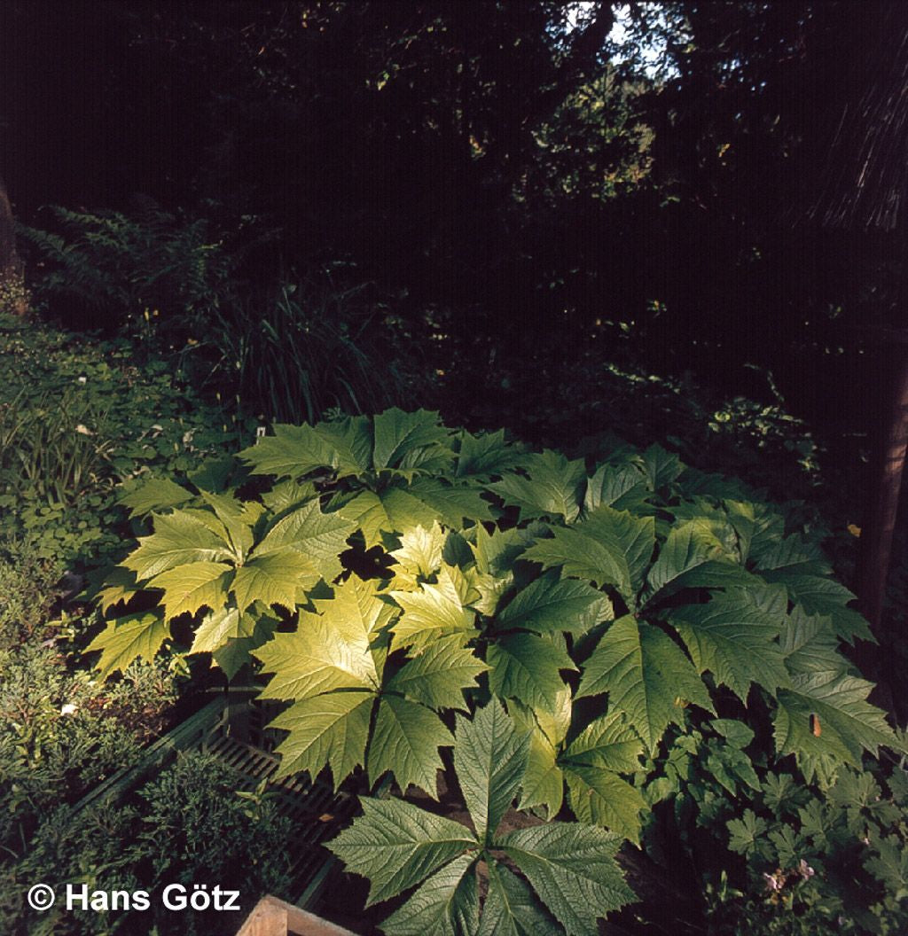 Gestieltblättriges Schaublatt 'Smaragd' (Rodgersia podophylla)