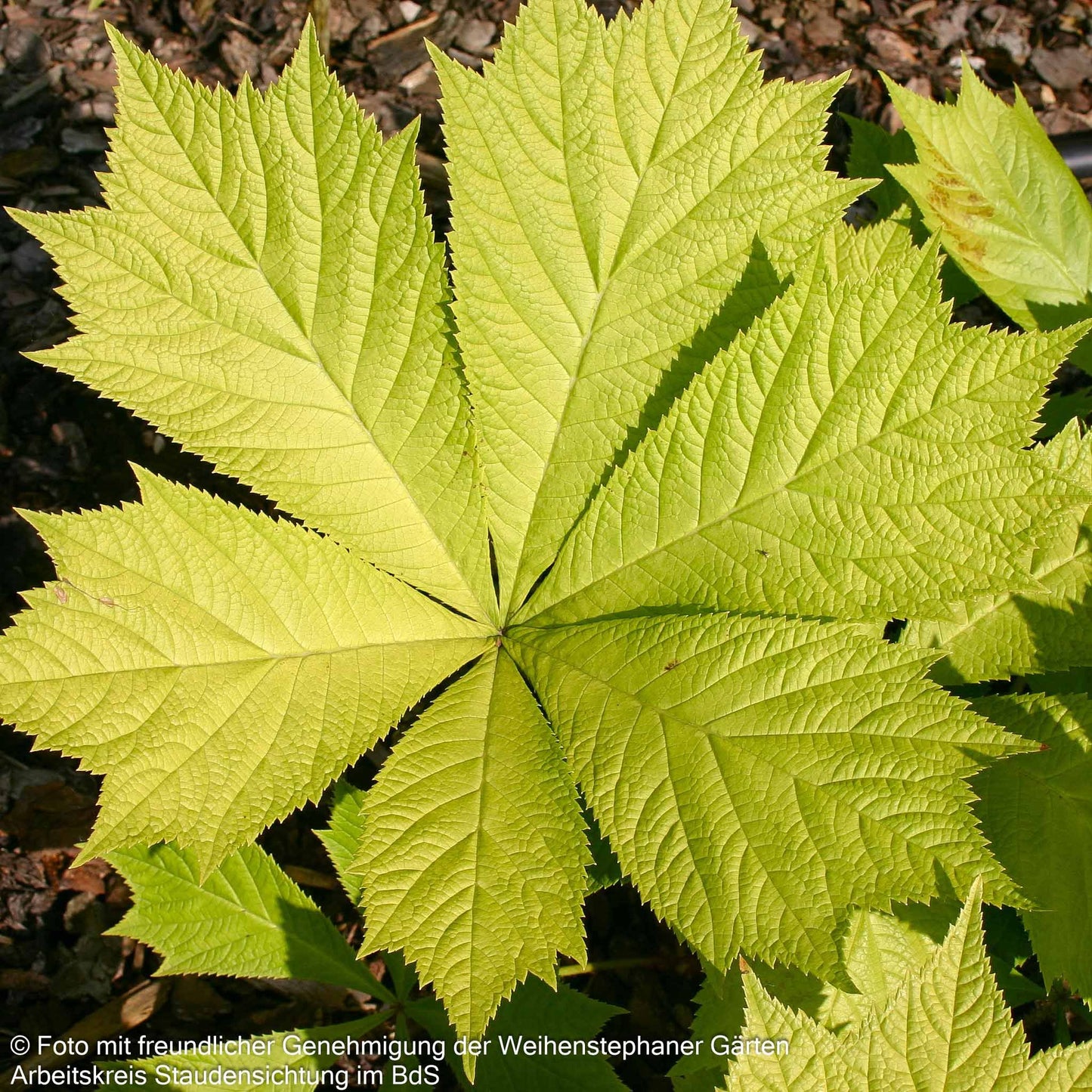 Gestieltblättriges Schaublatt 'Smaragd' (Rodgersia podophylla)