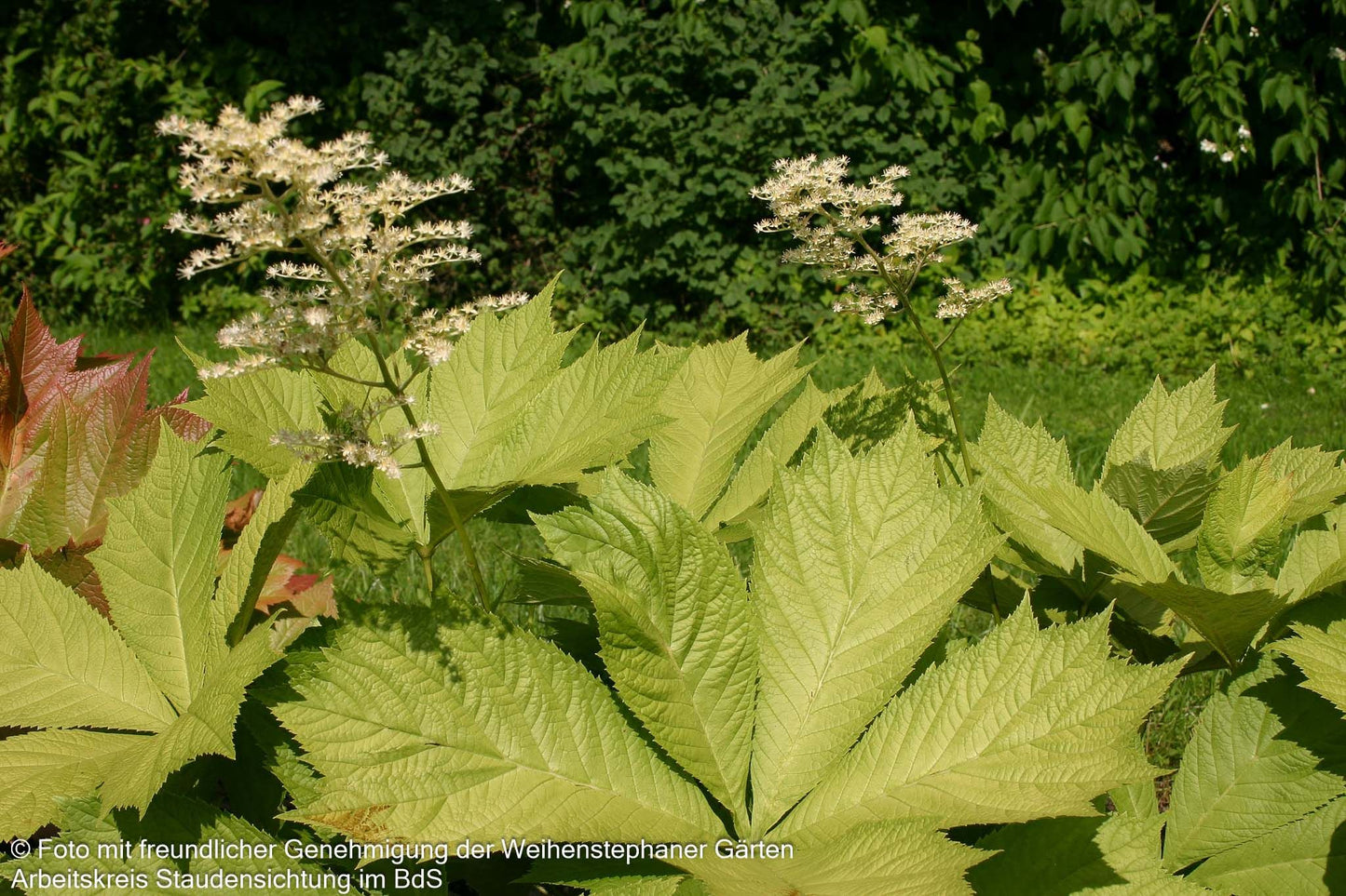 Gestieltblättriges Schaublatt 'Smaragd' (Rodgersia podophylla)