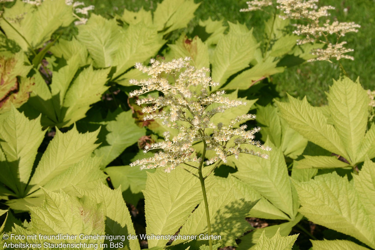 Gestieltblättriges Schaublatt 'Smaragd' (Rodgersia podophylla)