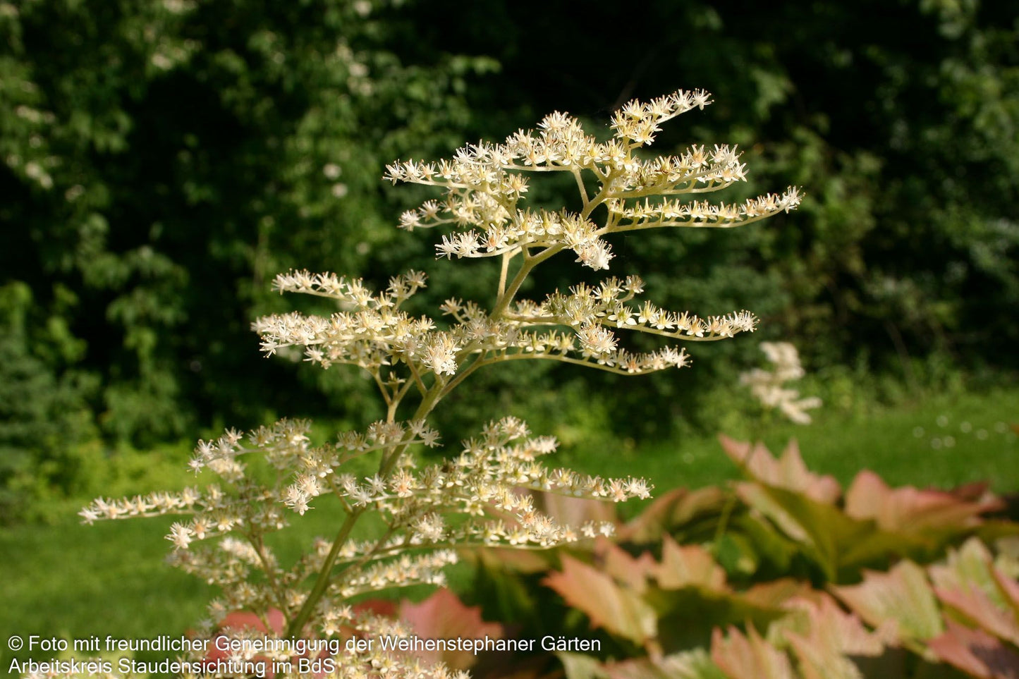 Gestieltblättriges Schaublatt 'Smaragd' (Rodgersia podophylla)