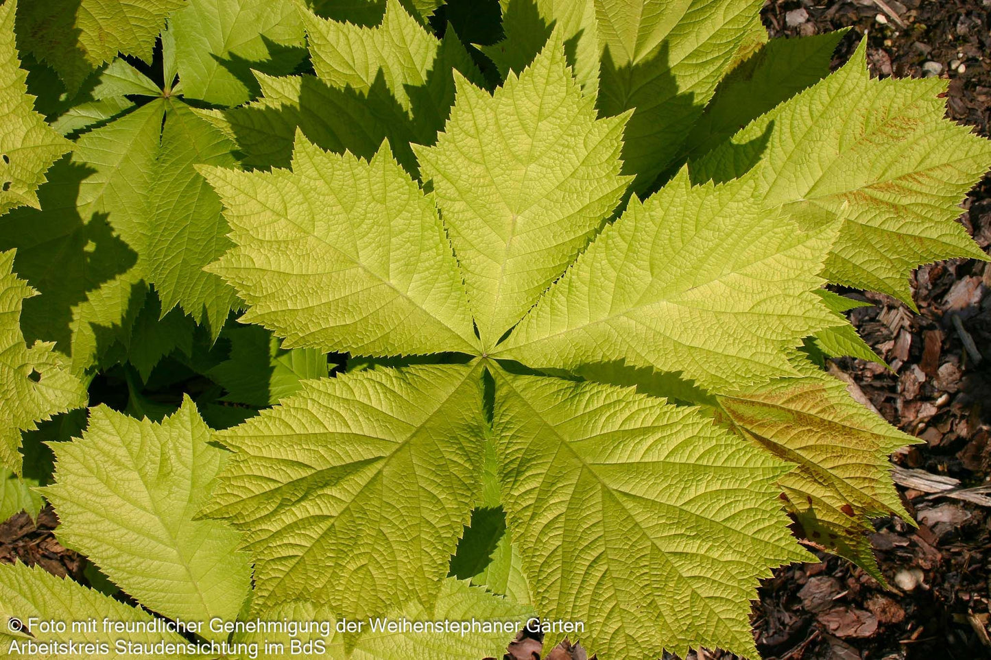 Gestieltblättriges Schaublatt 'Smaragd' (Rodgersia podophylla)