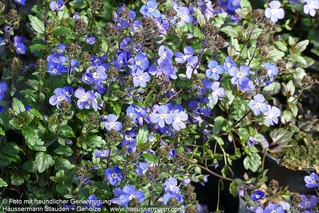 Gestielter Ehrenpreis 'Big Blue' (Veronica peduncularis)