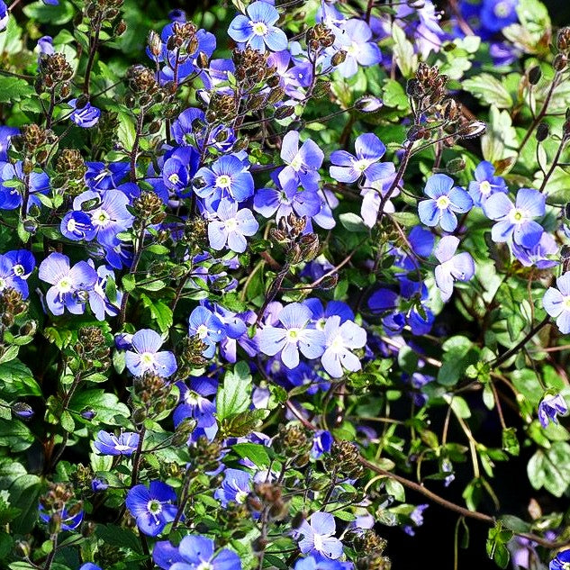 Gestielter Ehrenpreis 'Big Blue' (Veronica peduncularis)