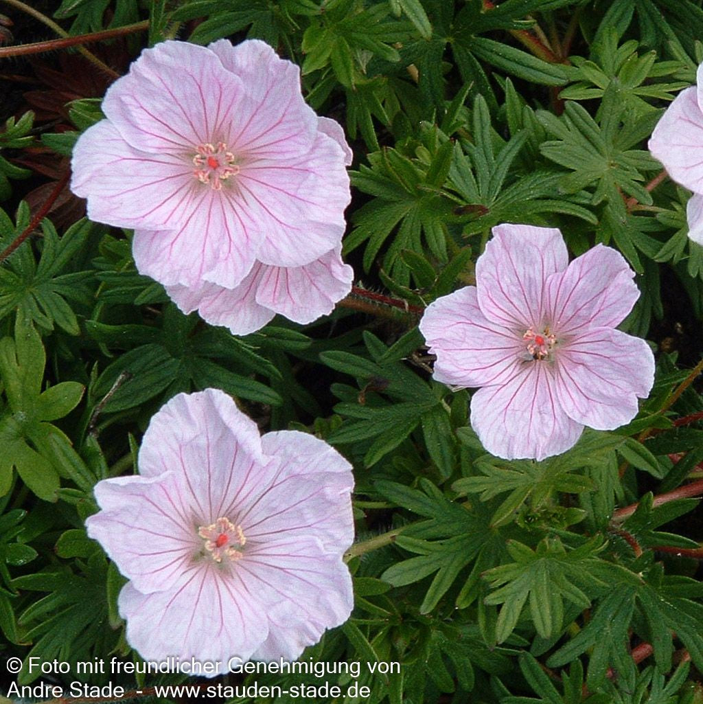 Gestreifter Blut-Storchschnabel (Geranium sanguineum var.striatum)