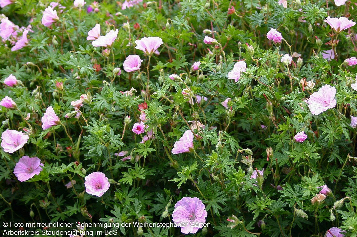 Gestreifter Blut-Storchschnabel (Geranium sanguineum var.striatum)