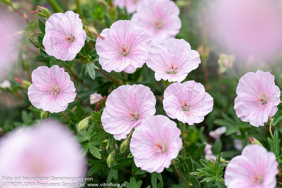 Gestreifter Blut-Storchschnabel (Geranium sanguineum var.striatum)