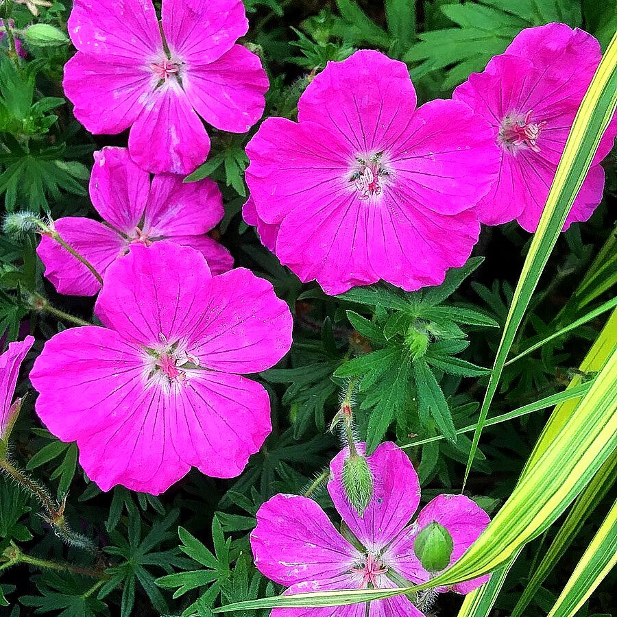 Gestreifter Storchschnabel 'Ankum's Pride' (Geranium sang.v.striatum)