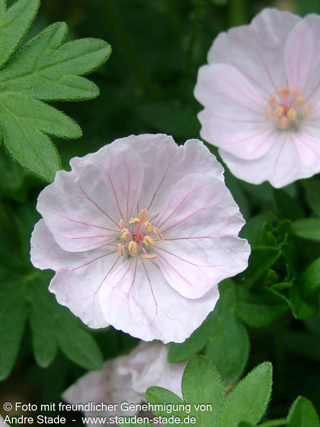 Gestreifter Storchschnabel 'Apfelblüte' (Geranium sang.v.striatum)
