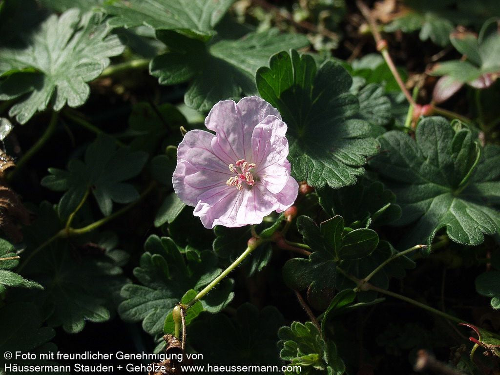 Gestreifter Storchschnabel 'Apfelblüte' (Geranium sang.v.striatum)