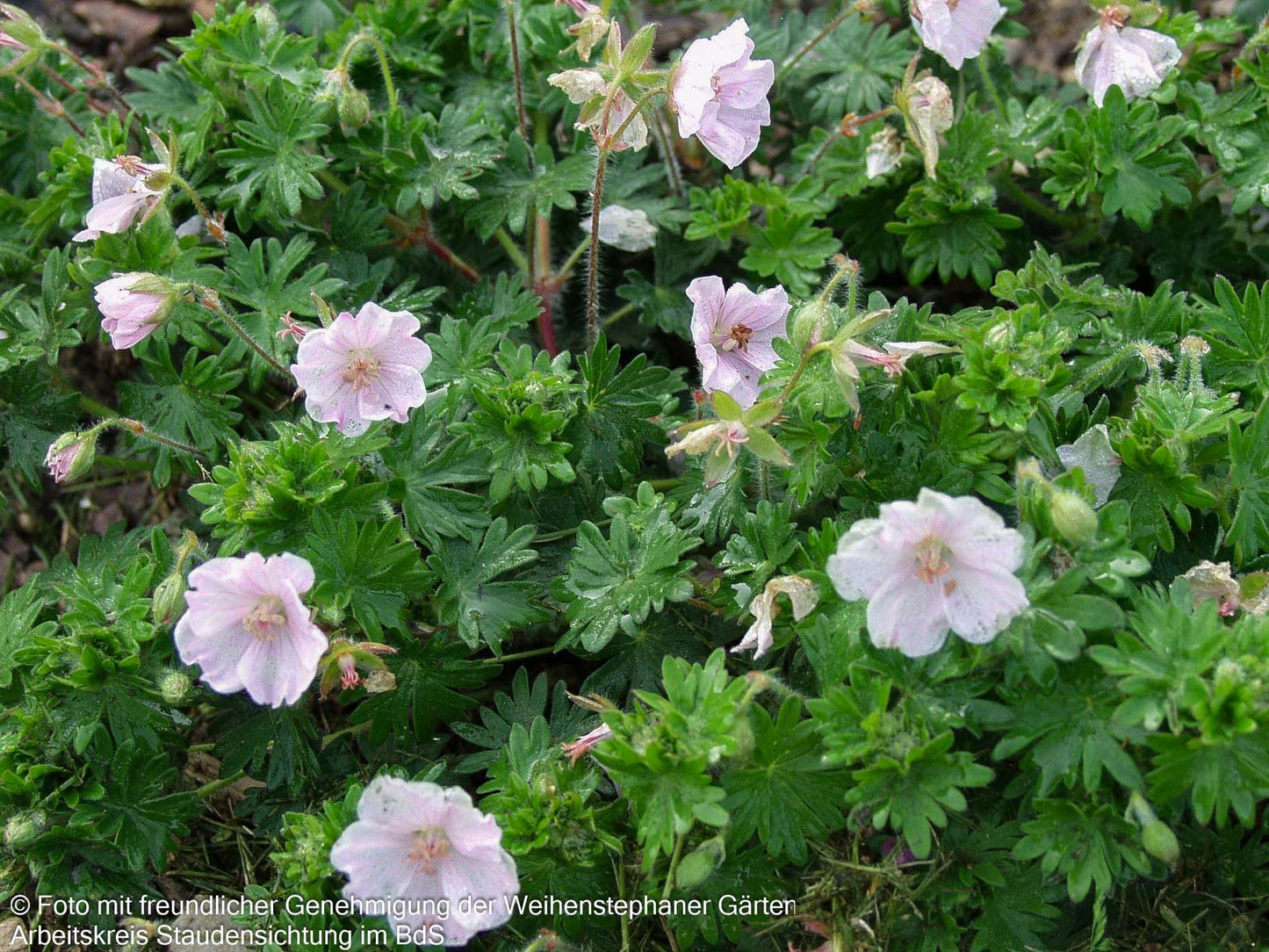 Gestreifter Storchschnabel 'Apfelblüte' (Geranium sang.v.striatum)