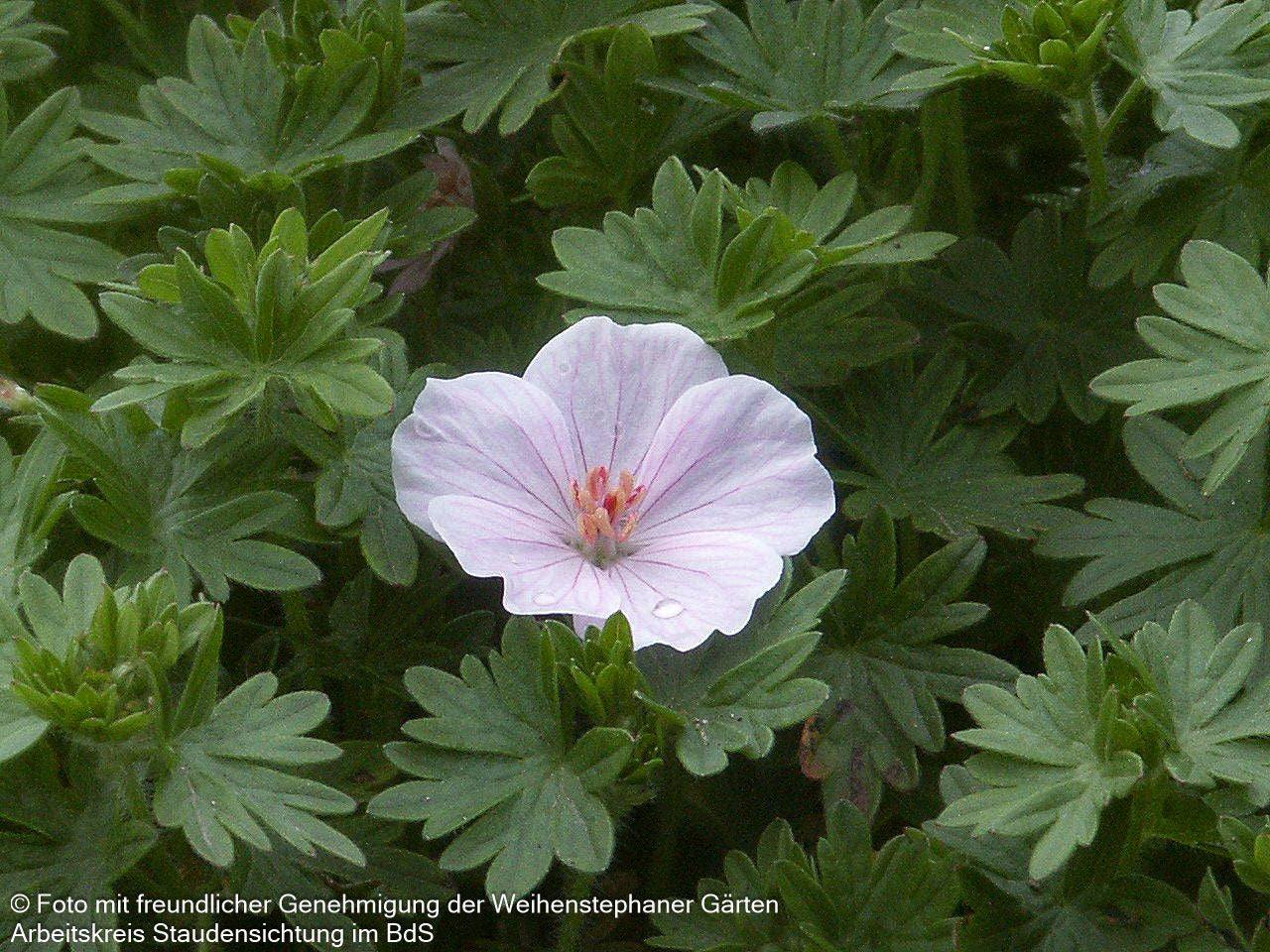 Gestreifter Storchschnabel 'Apfelblüte' (Geranium sang.v.striatum)