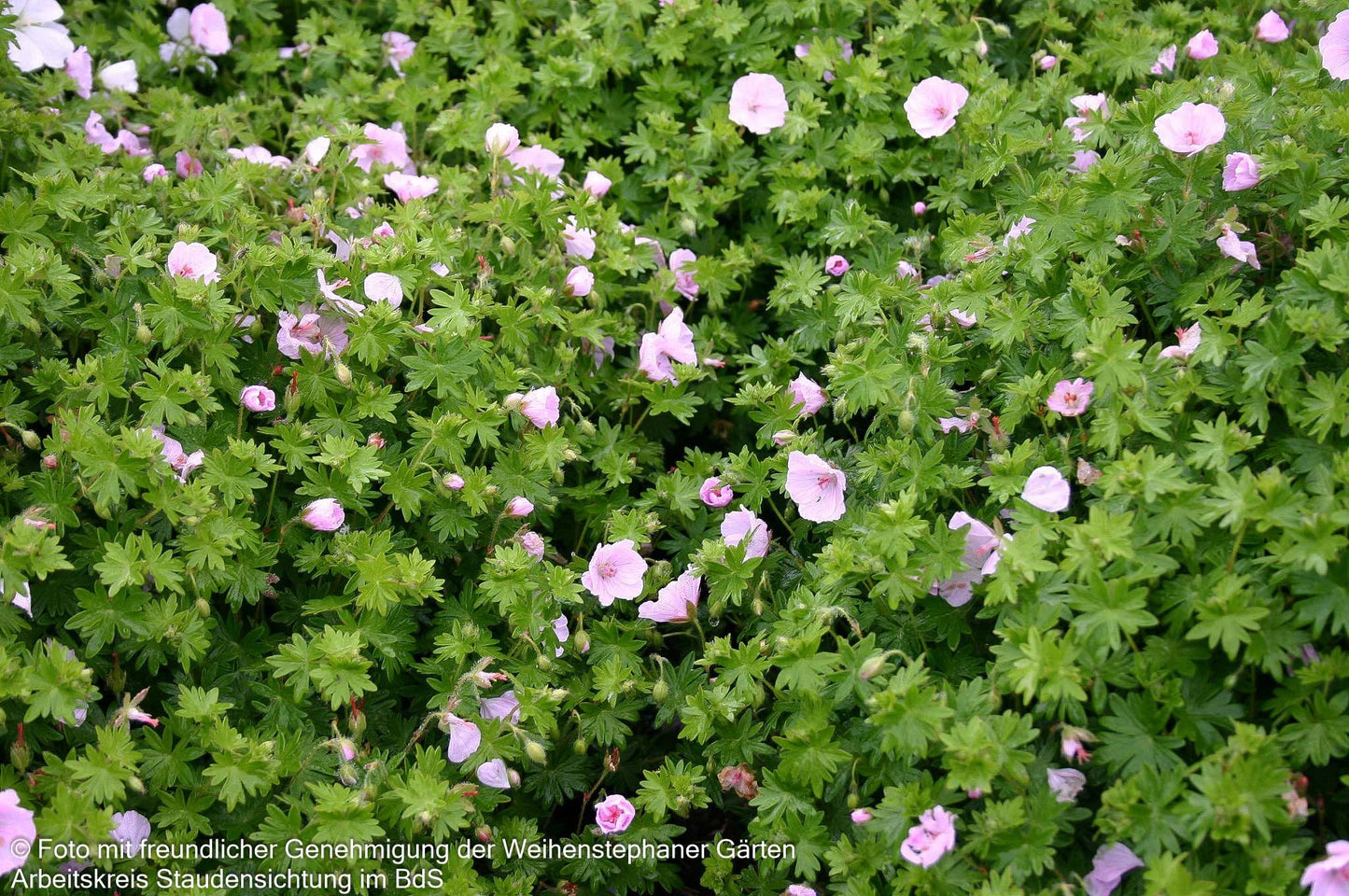 Gestreifter Storchschnabel 'Apfelblüte' (Geranium sang.v.striatum)