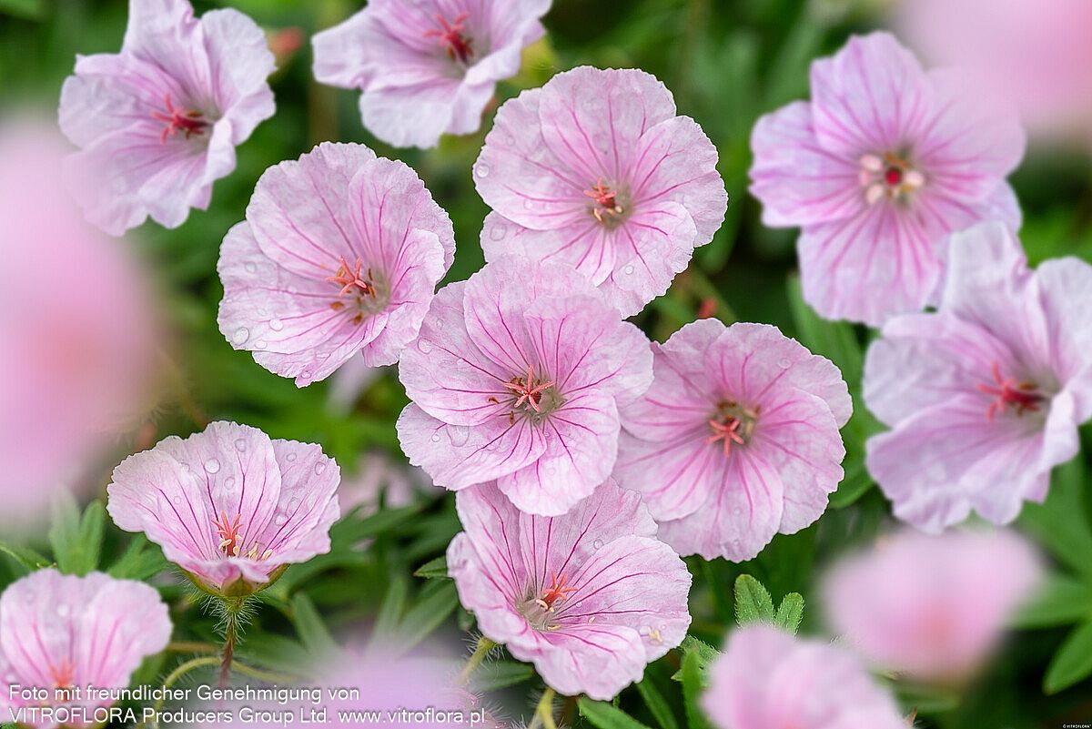 Gestreifter Storchschnabel 'Apfelblüte' (Geranium sang.v.striatum)