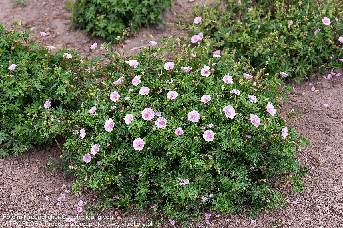Gestreifter Storchschnabel 'Apfelblüte' (Geranium sang.v.striatum)