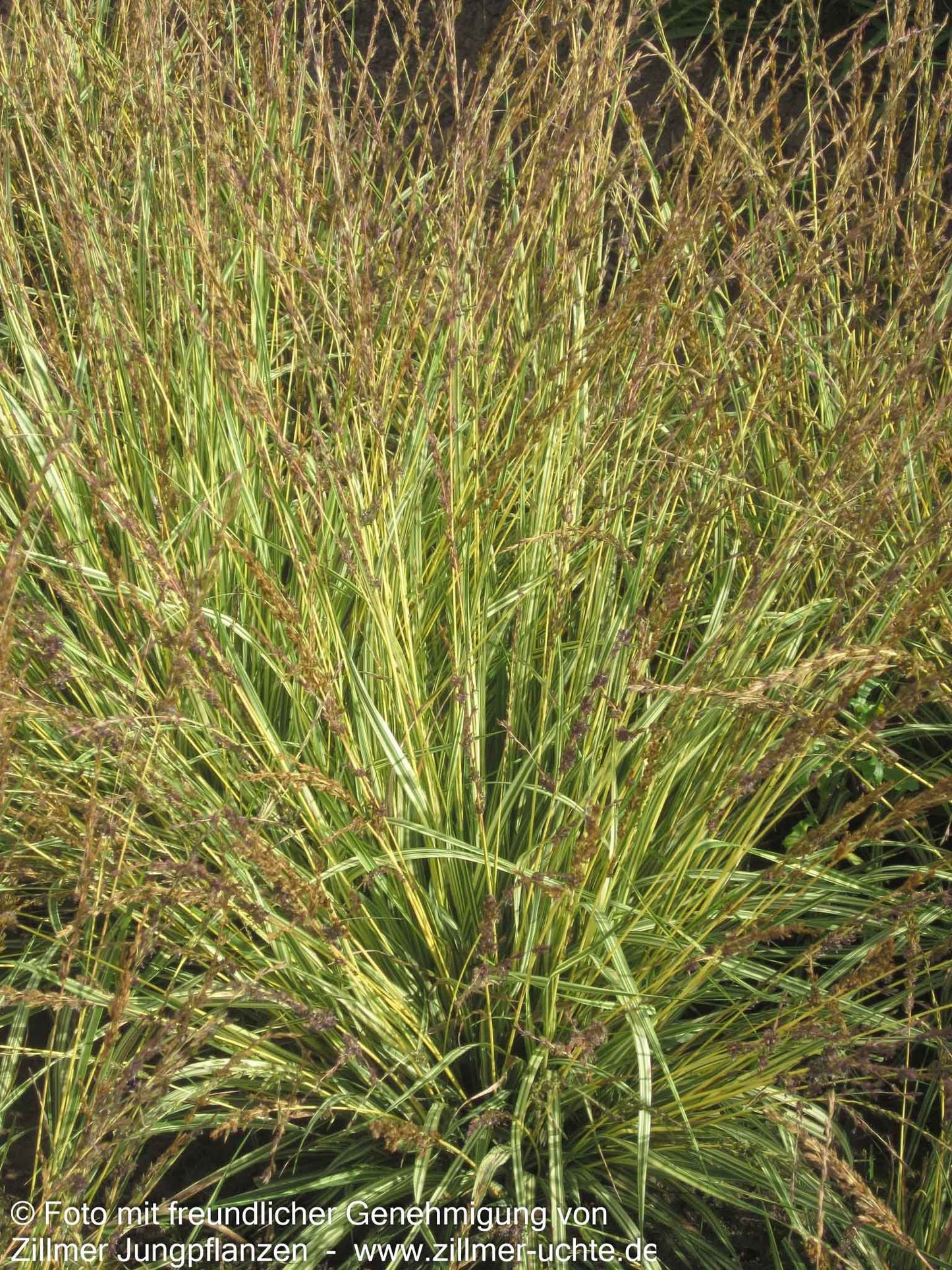 Gestreiftes Pfeifengras 'Variegata' (Molinia caerulea)