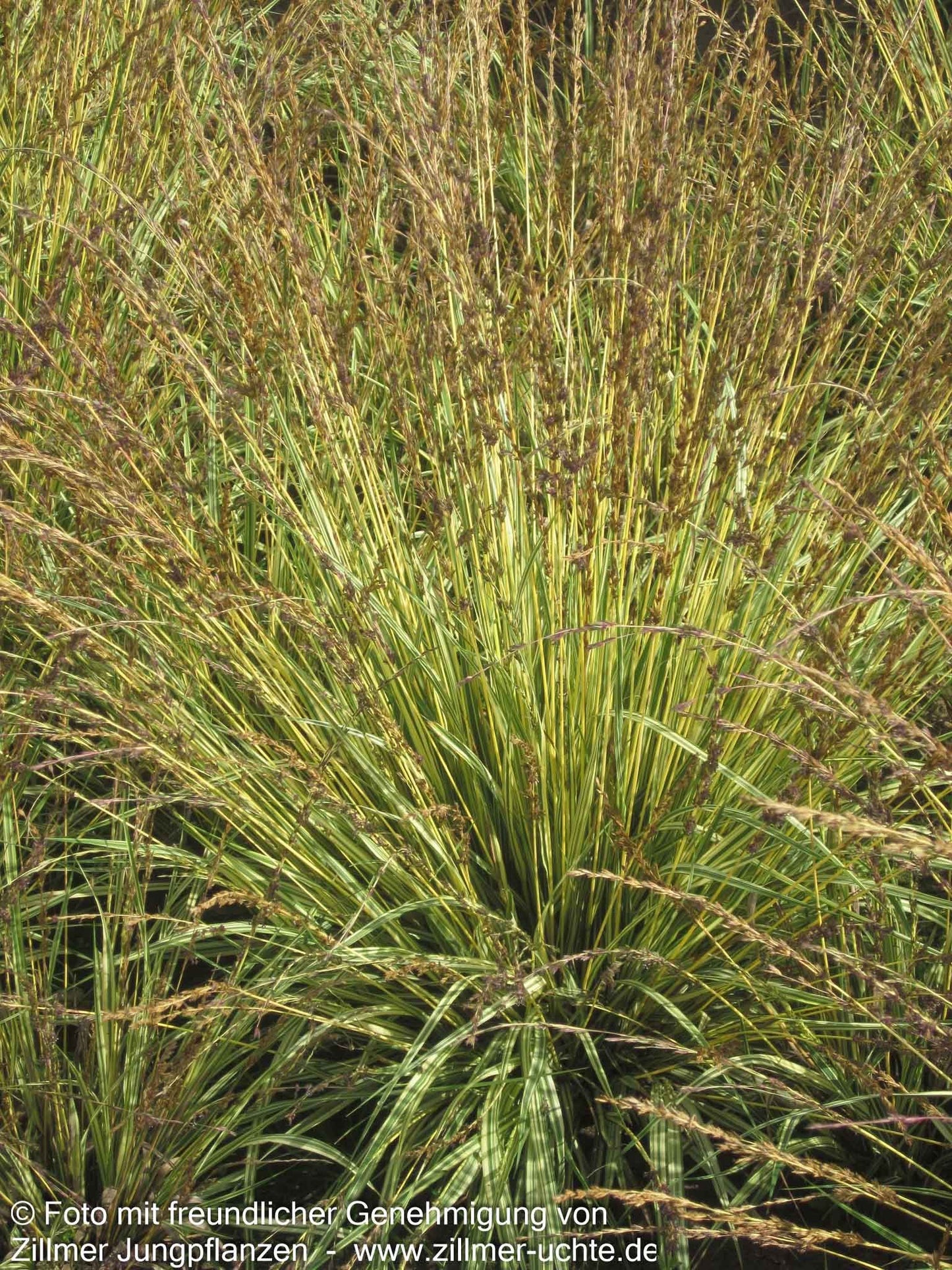 Gestreiftes Pfeifengras 'Variegata' (Molinia caerulea)