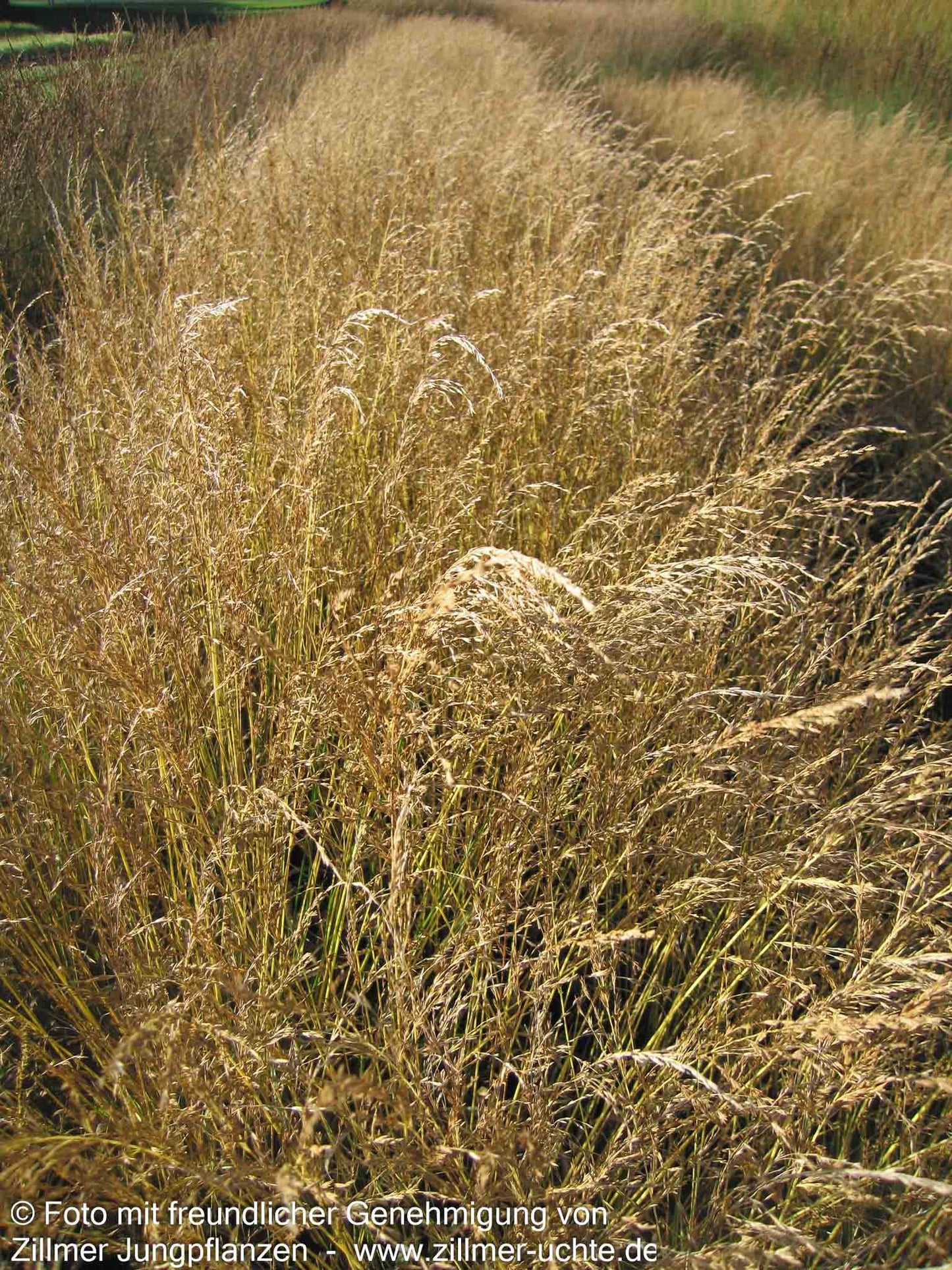 Gestreiftes Pfeifengras 'Variegata' (Molinia caerulea)