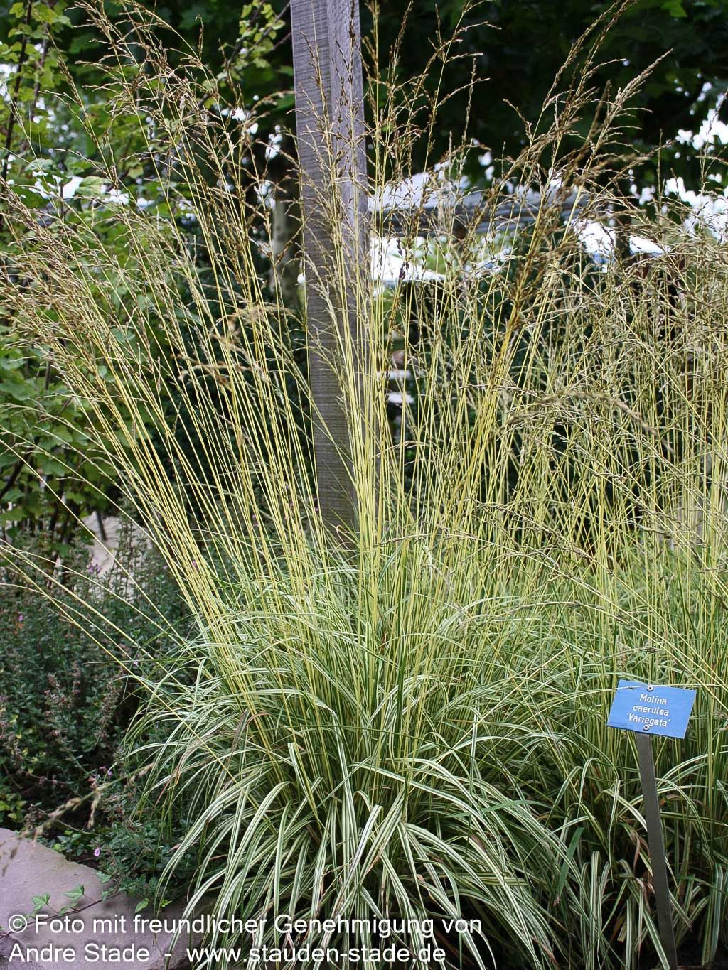 Gestreiftes Pfeifengras 'Variegata' (Molinia caerulea)