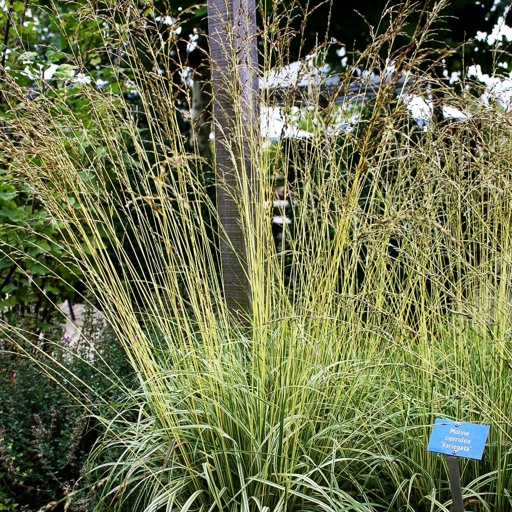 Gestreiftes Pfeifengras 'Variegata' (Molinia caerulea)