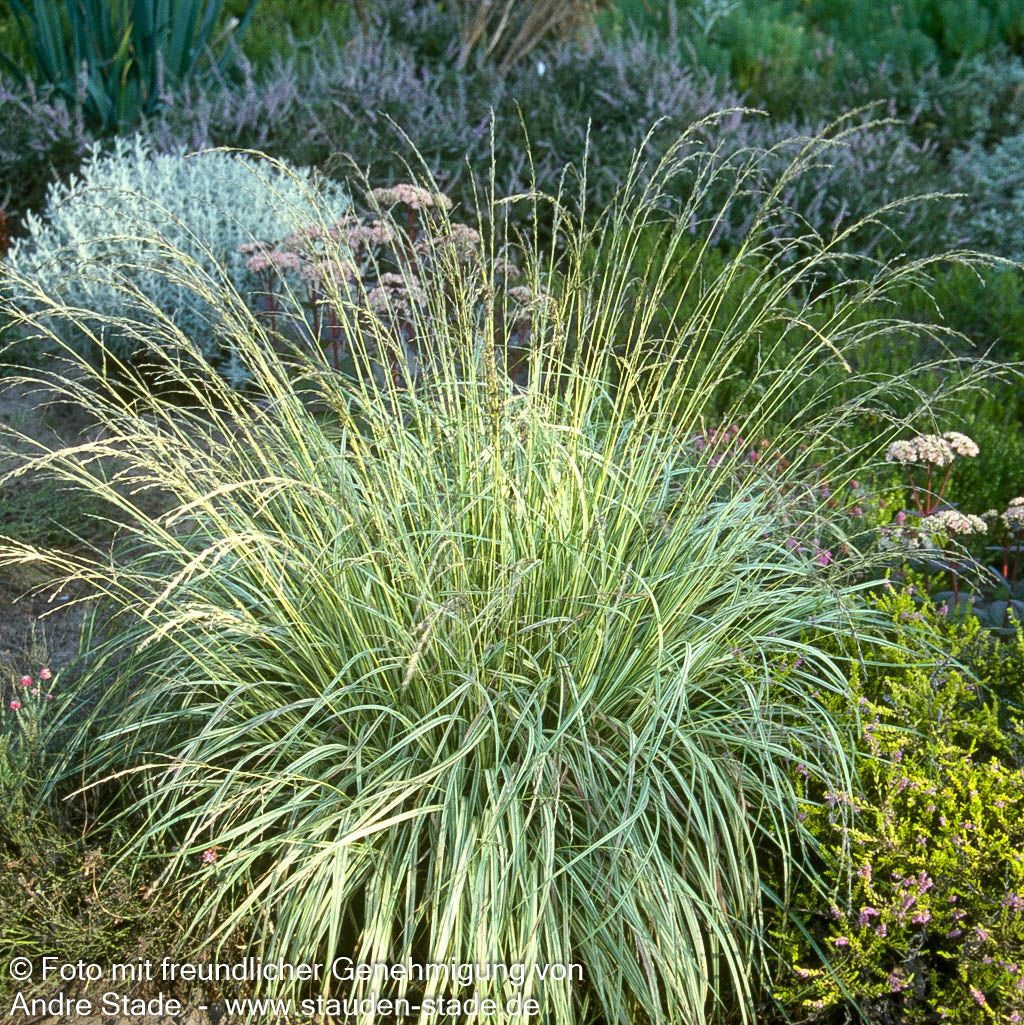 Gestreiftes Pfeifengras 'Variegata' (Molinia caerulea)
