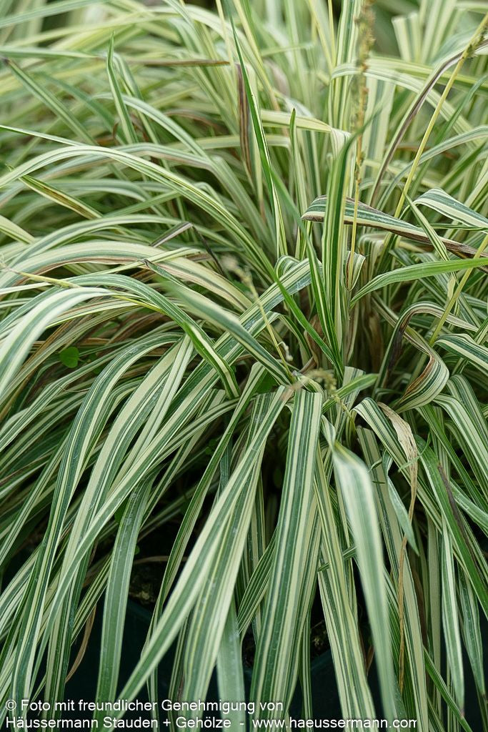 Gestreiftes Pfeifengras 'Variegata' (Molinia caerulea)