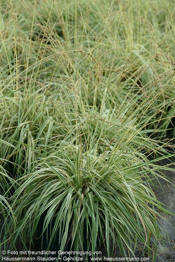 Gestreiftes Pfeifengras 'Variegata' (Molinia caerulea)