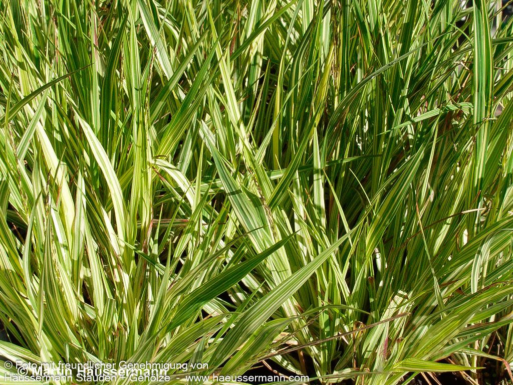 Gestreiftes Pfeifengras 'Variegata' (Molinia caerulea)