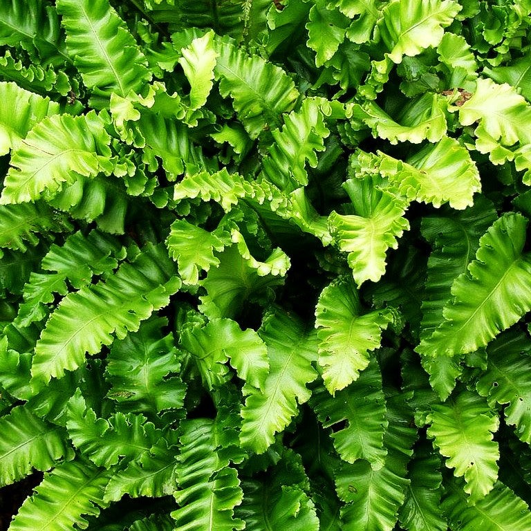Gewellter Hirschzungenfarn 'Crispa' (Phyllitis scolopendrium)