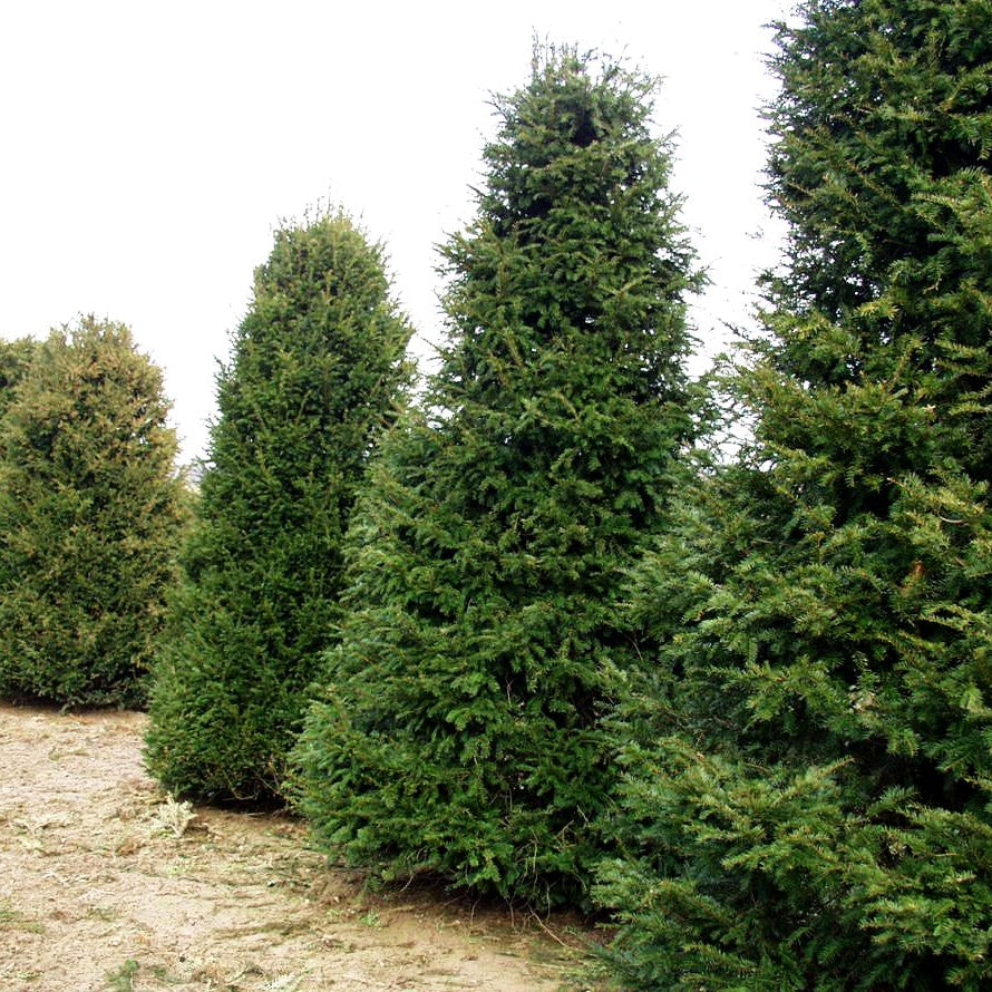 Gewöhnliche Eibe (Taxus baccata)