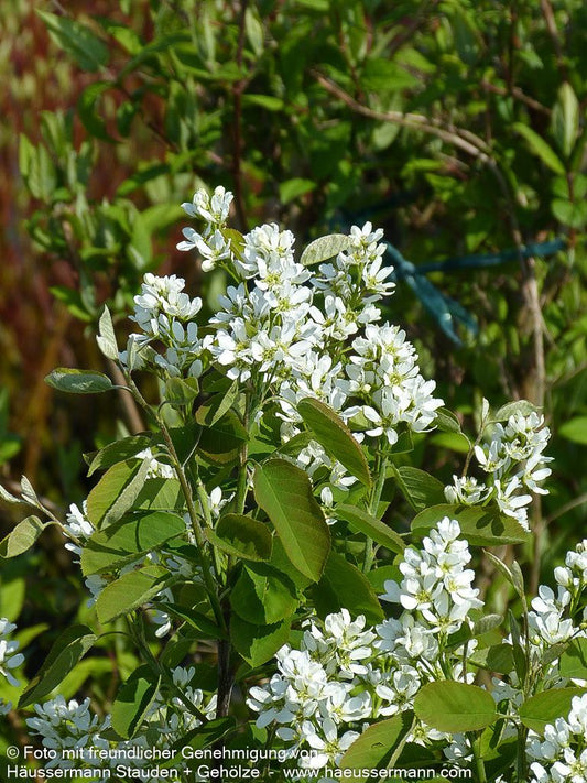 Gewöhnliche Felsenbirne (Amelanchier ovalis (syn. A.rotundifolia))