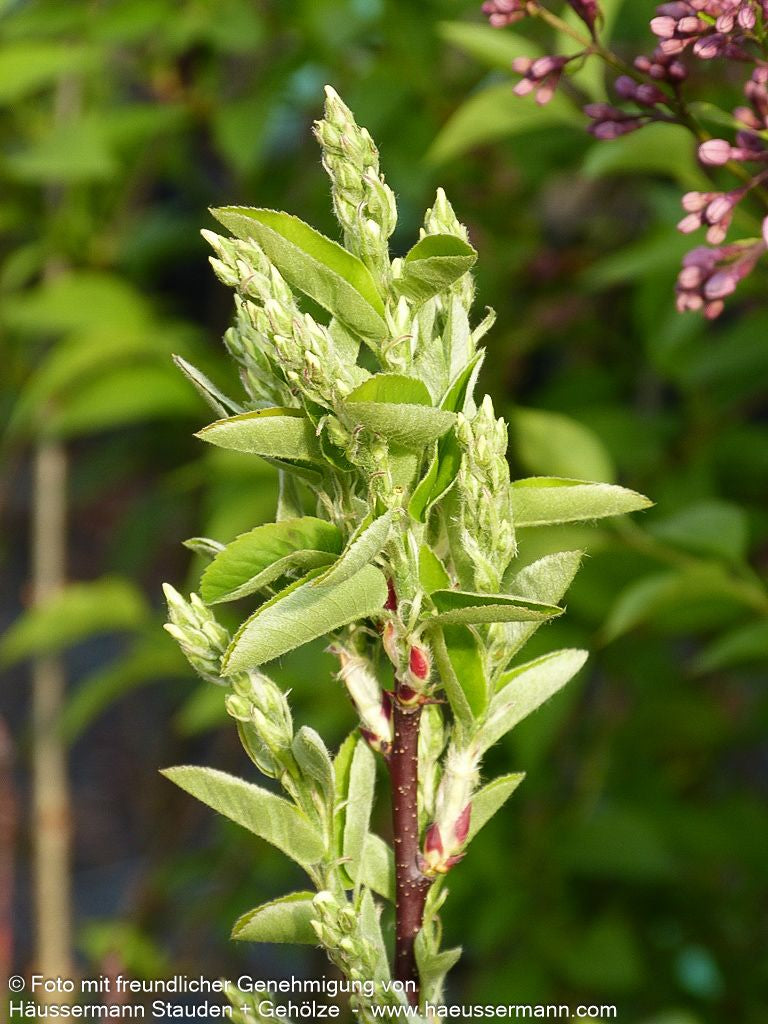 Gewöhnliche Felsenbirne (Amelanchier ovalis (syn. A.rotundifolia))