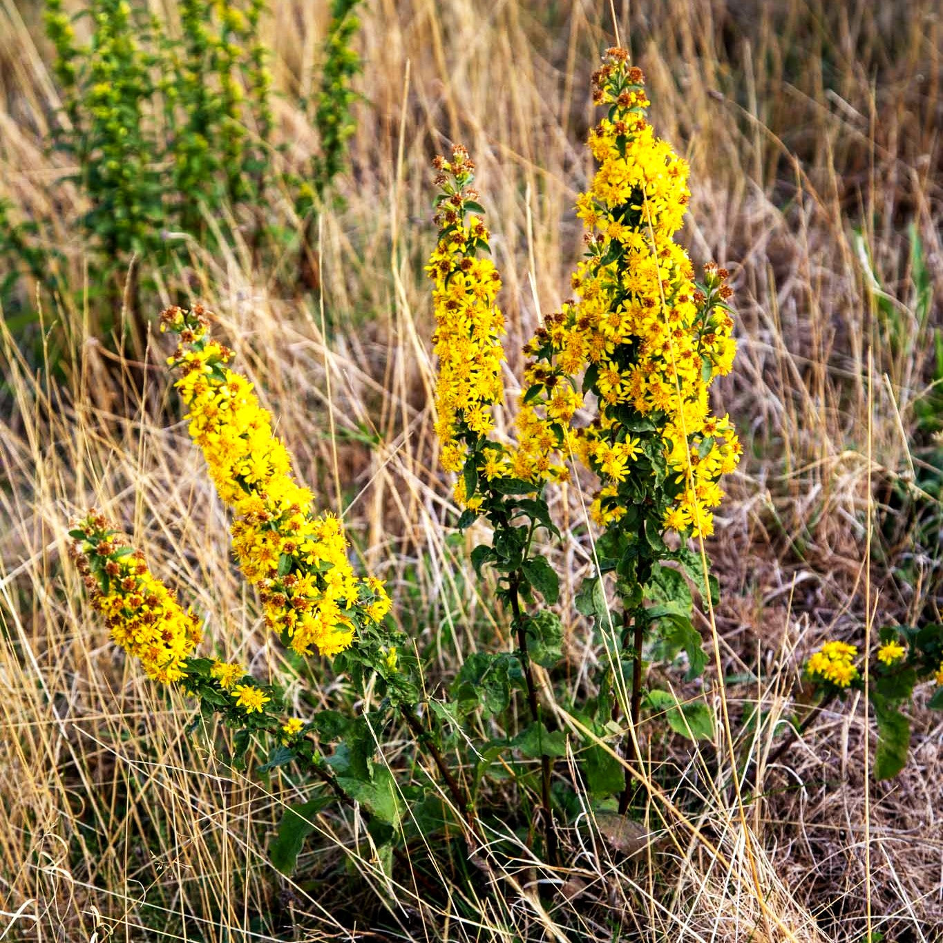 Gewöhnliche Goldrute (Solidago virgaurea ssp.virgaurea)