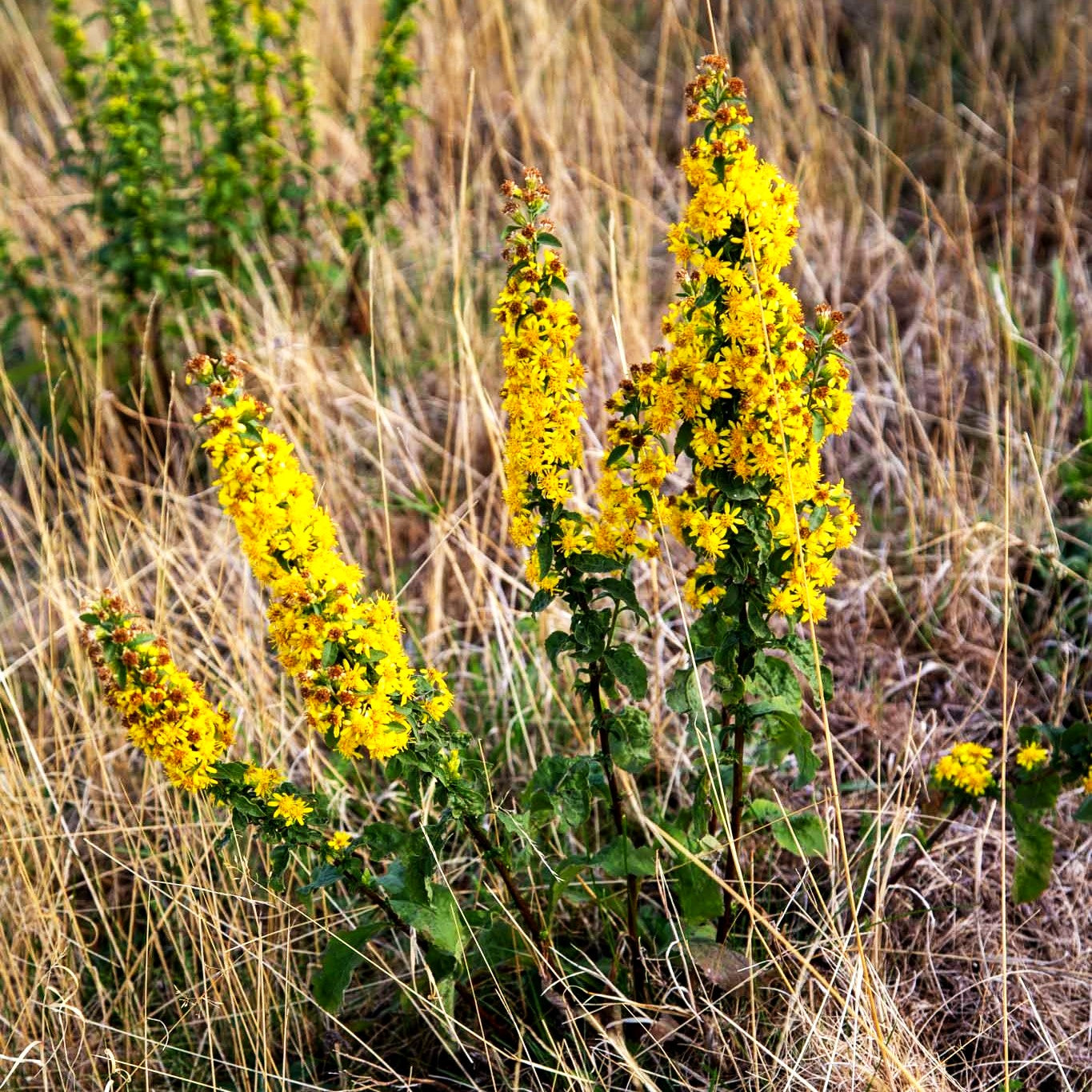 Gewöhnliche Goldrute (Solidago virgaurea ssp.virgaurea)